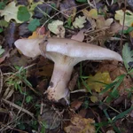 DSCF9791_1000.webp
