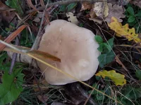 DSCF9792_1100.webp