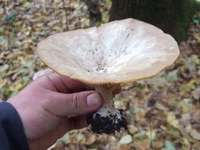 DSCF9798_1100.webp
