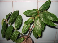 Begonia albo-picta.webp