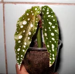 begonia maculata_NEW.webp