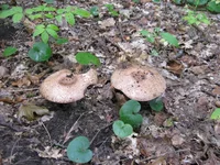 IMG_1142.webp