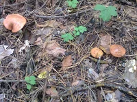 0066.webp