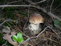 SAM_4159.webp