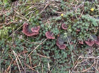 IMG_0237.webp