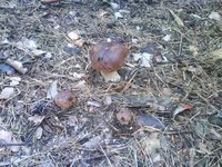 DSC00478.JPG