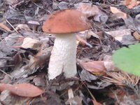 IMG0268A.jpg