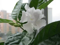 IMG_3921.JPG