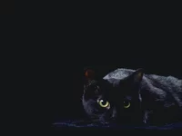 -кошка-1.webp