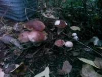 CAM_0055.webp