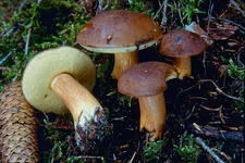 pol.webp