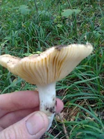 0006.webp
