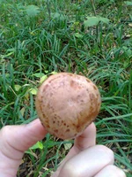 0011.webp