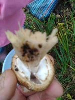 0020.webp