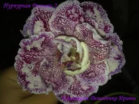 200920133406.webp