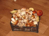 DSC03290.webp
