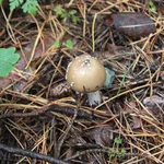 .webp