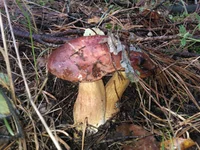 WP_000688.webp