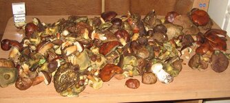 IMG_6653.jpg