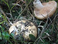 IMG_0429.jpg
