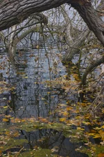 IMGP0548.webp