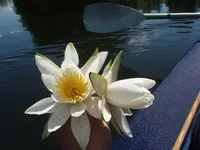 lilija.webp
