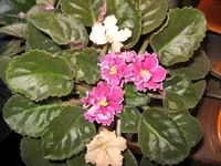 15-11-2007 026__1.webp