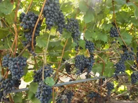 _2.webp