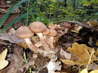 WP_000701.webp