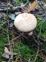 IMG_0247.webp IMG_0247.webp