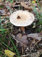 IMG_0254.webp IMG_0254.webp