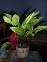 SAM_1800 м.webp