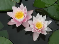 P9180232.webp