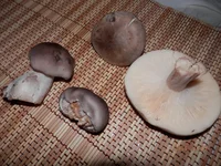 PA020581.webp