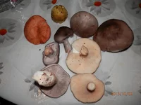 PA020585.webp
