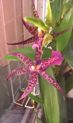 IMAG0307.webp
