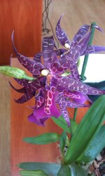 IMAG0331.jpg