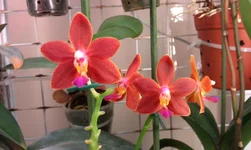 IMAG0308.jpg