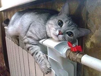 КотНаБатарее.jpeg