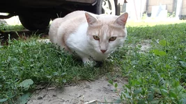 P8120130.webp