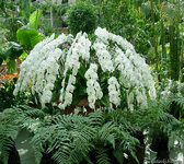 orchids (7).jpg
