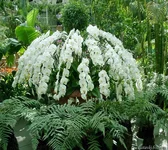 orchids (7).webp