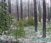 SAM_7044.webp