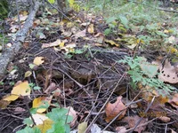 IMG_4206.webp