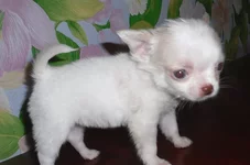 SAM_1263.webp