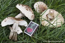 Chlorophyllum_1_brunneum.jpg