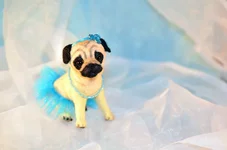 dog-11b-1.jpg
