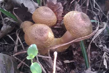 IMAG1315.webp