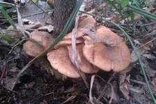 IMAG1317.webp