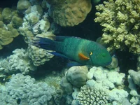 DSC00026.webp